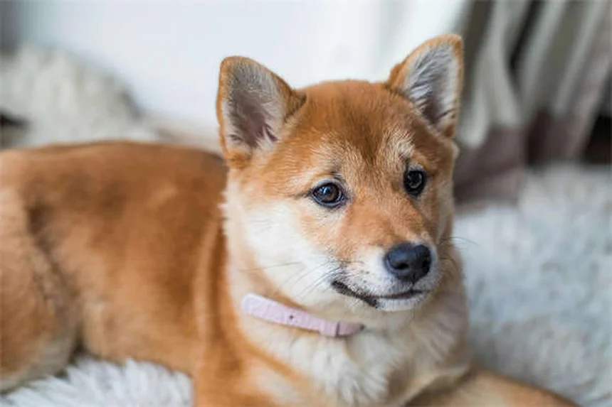 犬の足の洗い方7選！今日からできる簡単ケア術