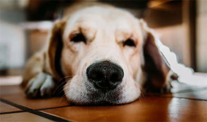 犬の気持ちまるわかり！幸せな犬が見せる13のサインと幸せのコツ
