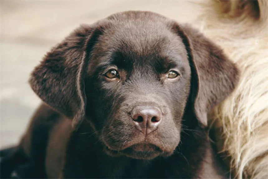 犬が紫陽花を食べたら？症状・対処法・予防策を徹底解説