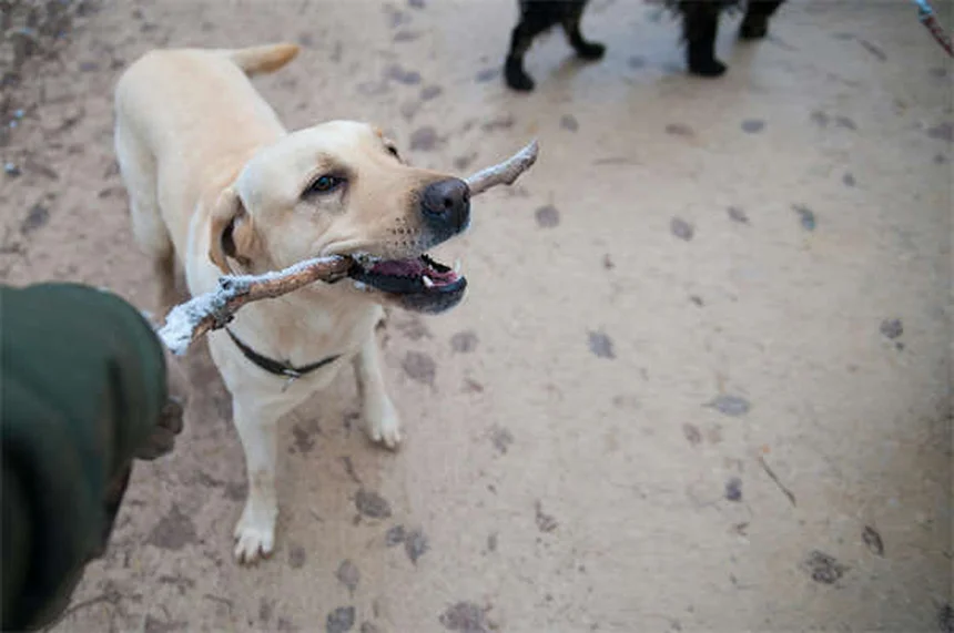 犬の鼻血の原因と対処法3つ 今すぐできること｜愛犬の健康を守る
