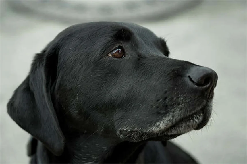 犬の鼻血の原因と対処法3つ 今すぐできること｜愛犬の健康を守る