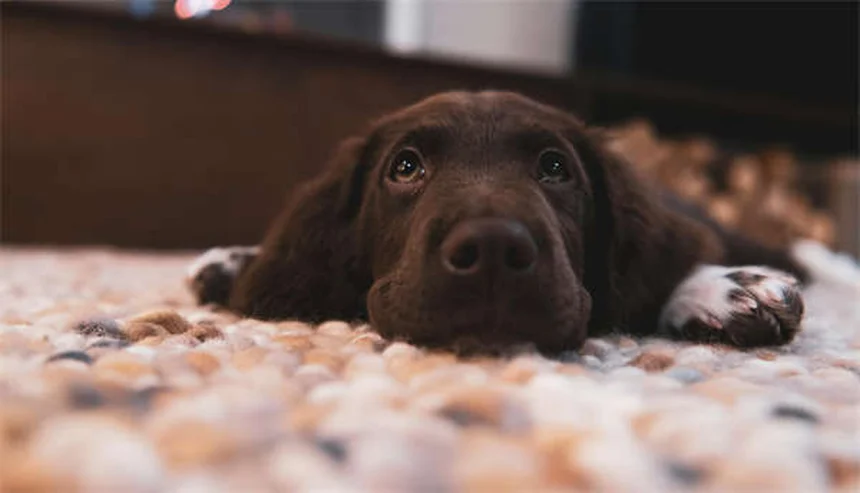 犬のFCE（線維軟骨塞栓症）の症状と治療法：突然の発症から回復までの完全ガイド
