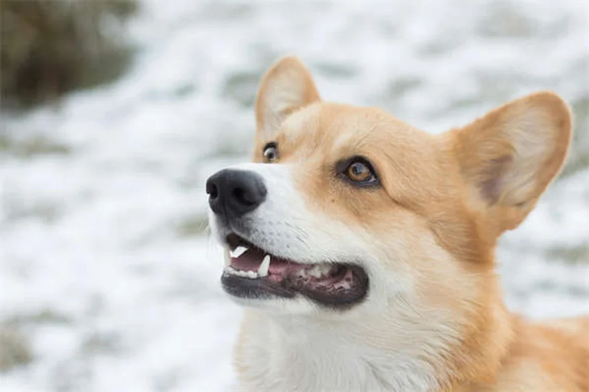 子犬に成犬用フードはNG！栄養の違いと正しい選び方