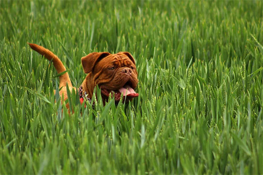 雷や花火が怖い？犬の騒音恐怖症の症状と対処法