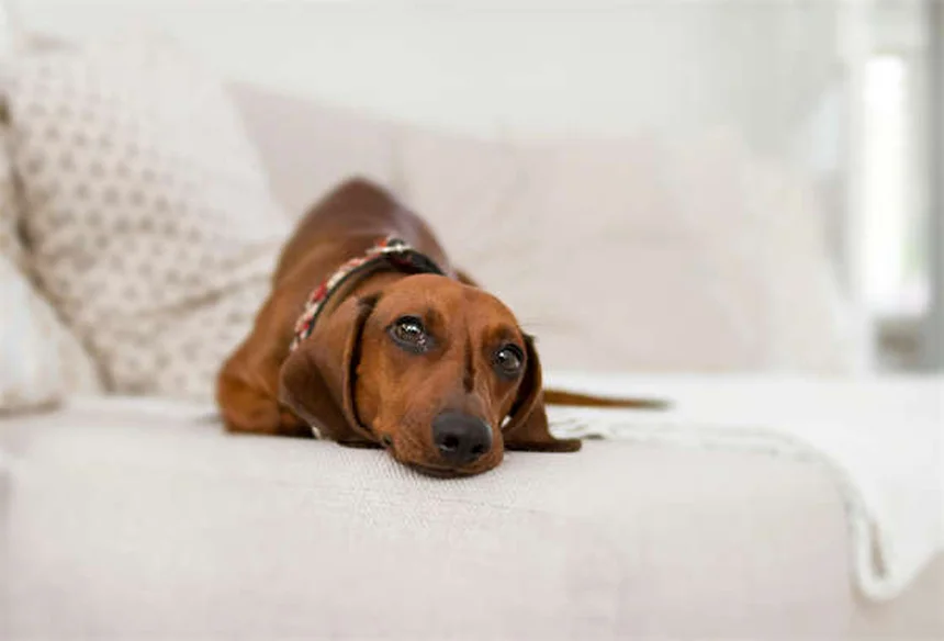 裏庭だけじゃ足りない！犬が本当に必要とする散歩の3つの理由