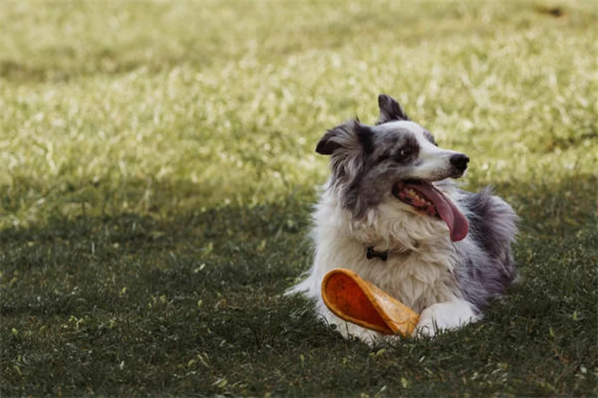 犬のフィラリア治療、完治への3つのカギ