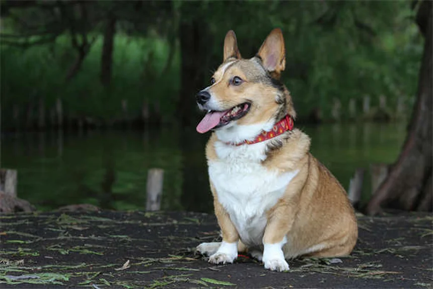 オキサゼパムってどんな薬？犬の不安に効く正しい使い方と副作用
