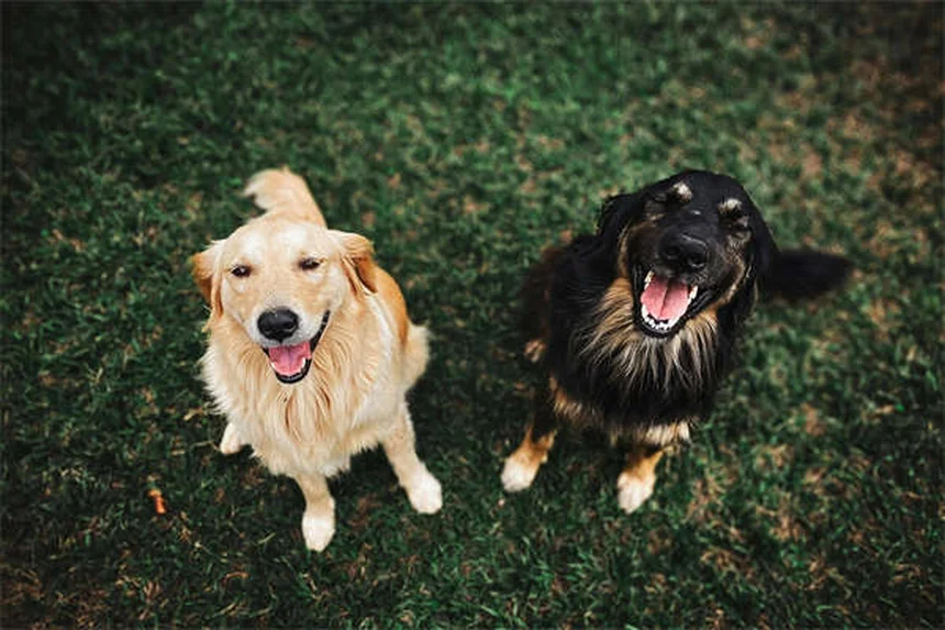 犬の平熱って何度？正しい測り方と見分け方を実体験で解説