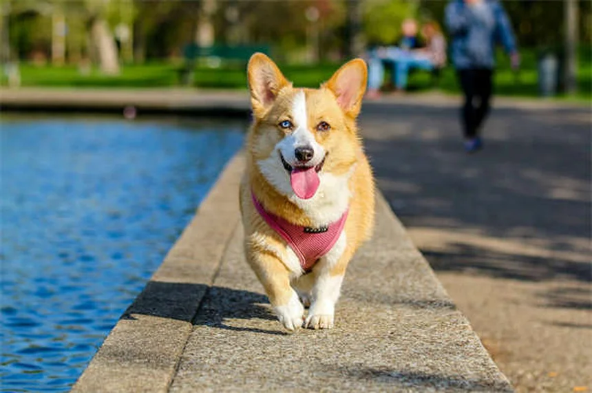 犬のTemaril-P実体験で分かった効果とリスク、正しい使い方