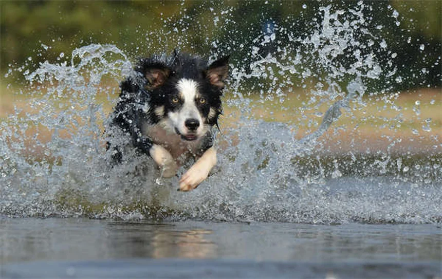 犬のTemaril-P実体験で分かった効果とリスク、正しい使い方