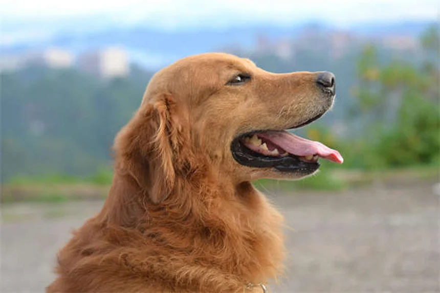 犬が空気を舐める理由とは？原因と対策を獣医師が解説