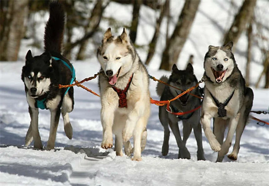 カバルダ馬の飼育は難しい？本当の能力と注意点を経験者が解説