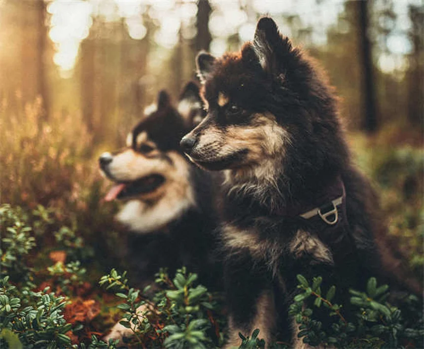 犬の異食症の原因と治し方：飼い主の体験談と獣医師が教える5つの対策