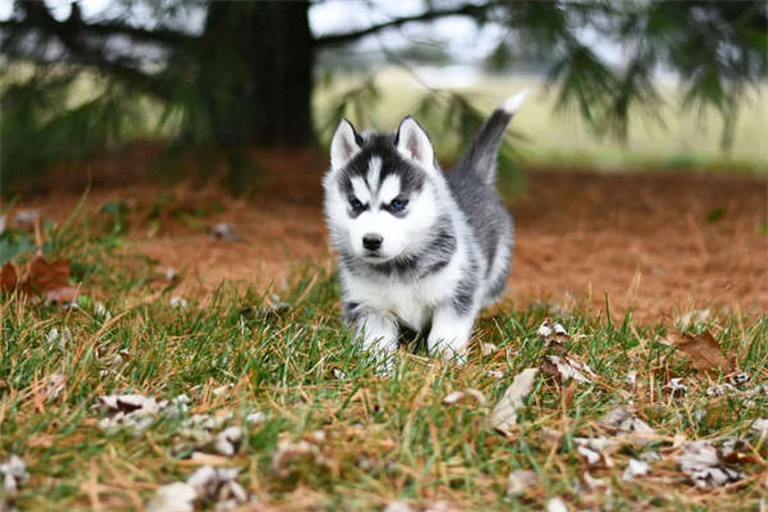 白い犬の飼い方完全ガイド17選！お手入れと健康管理のコツ