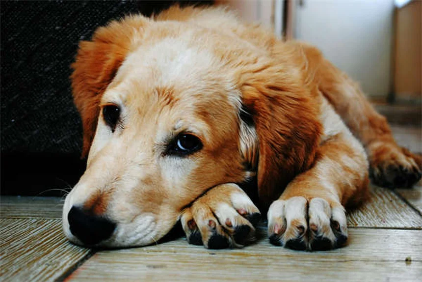 白い犬の飼い方完全ガイド17選！お手入れと健康管理のコツ