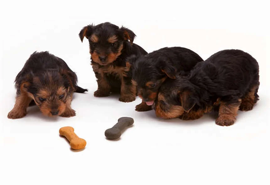 白い犬の飼い方完全ガイド17選！お手入れと健康管理のコツ