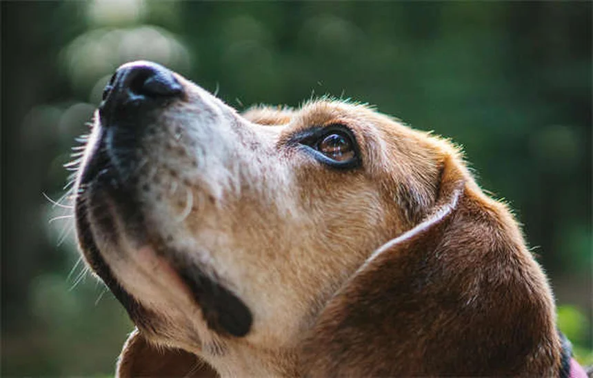シニア犬も夢中！5分から始めるタッチスクリーンゲームの教え方