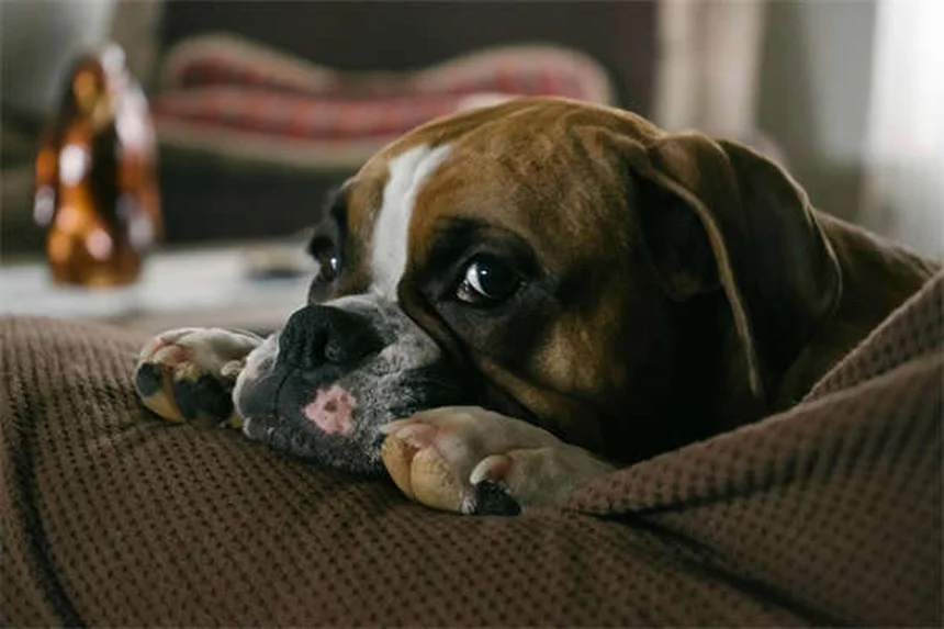 犬の甲状腺機能低下症にThyro-Tabsを使用する際の注意点5つ