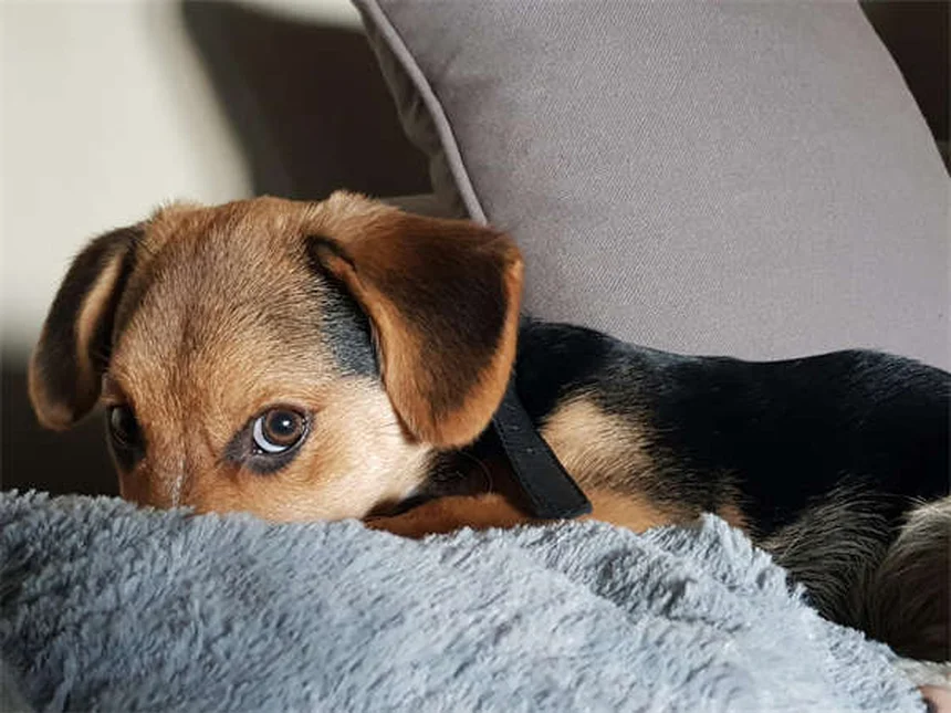 犬の甲状腺機能低下症にThyro-Tabsを使用する際の注意点5つ