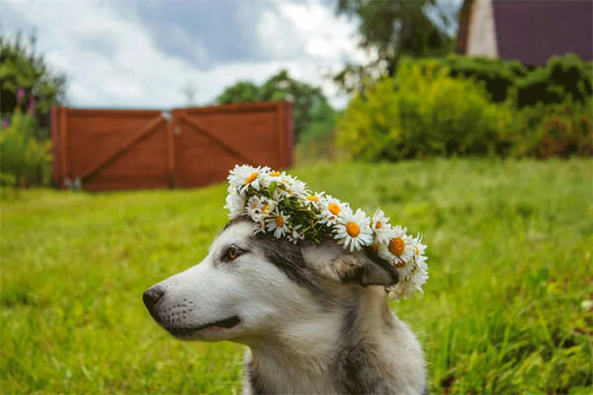 犬のナルコレプシーとは？症状・原因・治療法を徹底解説