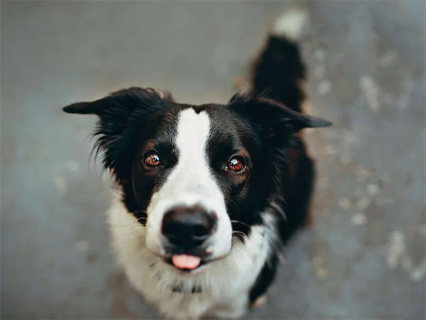 犬に危険な精油12選！安全に使う5つのルールも解説