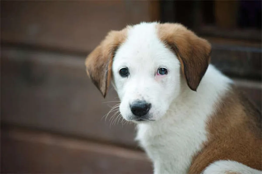 犬に危険な精油12選！安全に使う5つのルールも解説