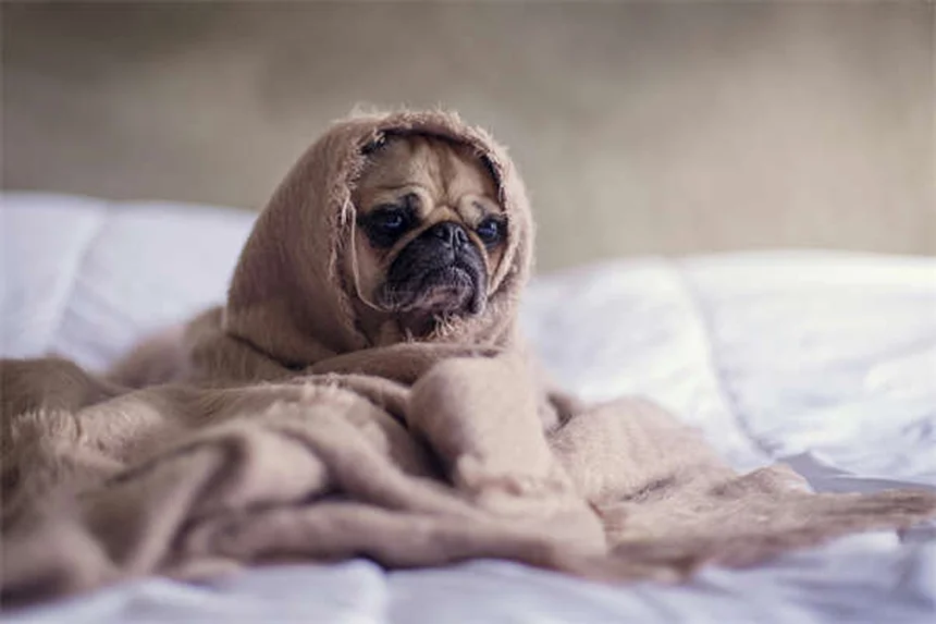 ドゥードゥル犬の真実：知っておくべき5つのポイント
