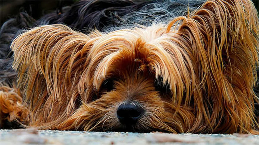 犬の声が出ない7つの原因と対処法｜獣医師がとことん解説