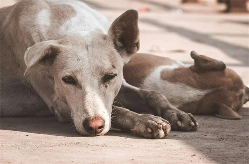 犬の耳の感染症とは？原因と症状、自宅でできる予防法