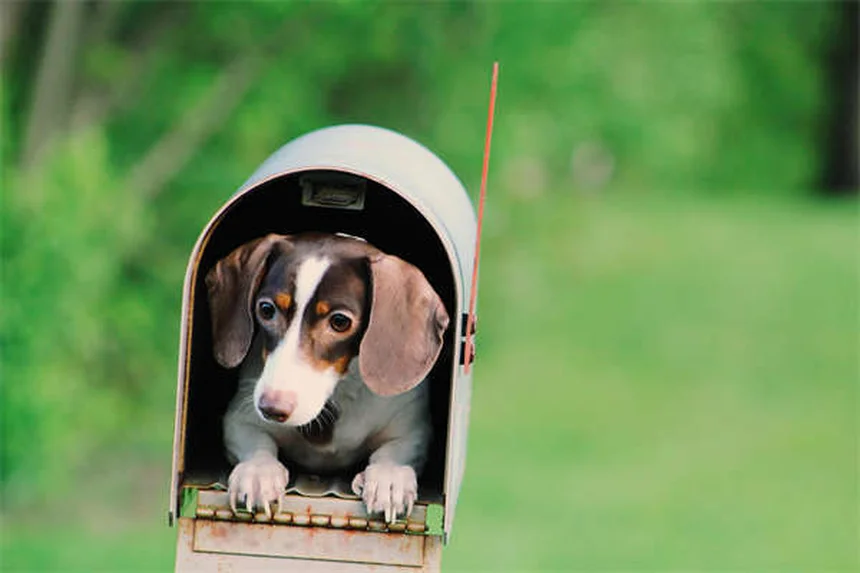 犬の耳の感染症とは？原因と症状、自宅でできる予防法